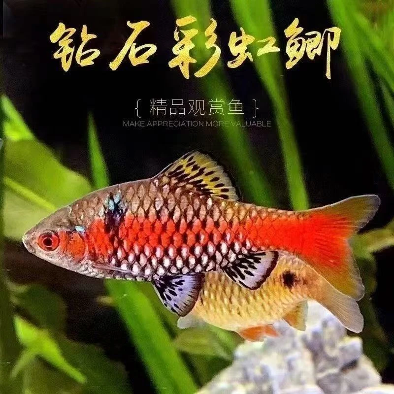 钻石彩虹鲫鲤科鱼彩虹钻石鲫耐寒耐养鱼小鱼鱼观赏鱼