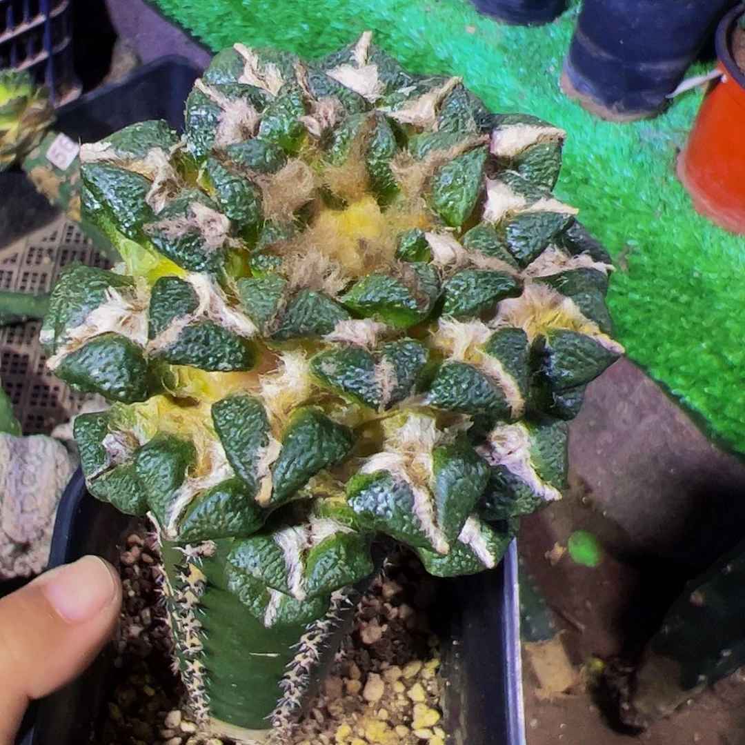 无花朵福利象足黑牡丹390