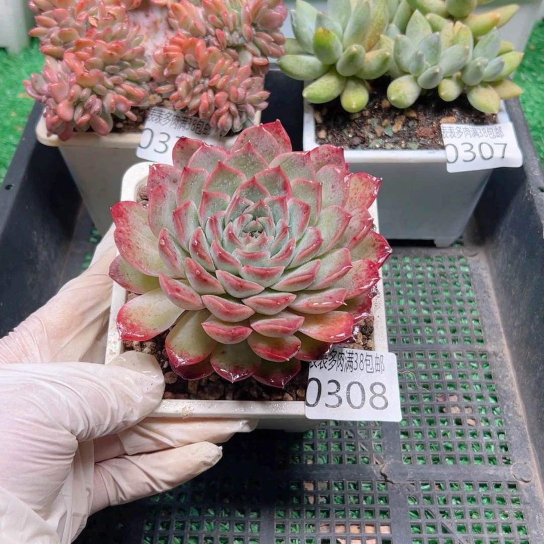 多肉一物一拍植物0308