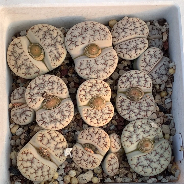 精品多肉植物精品多肉