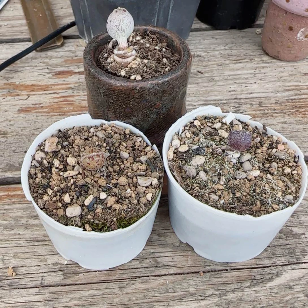 想***的小紫丸 小黄金豹 小粉丸