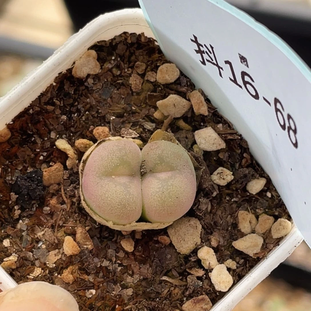 16-68空卡佛多肉植物