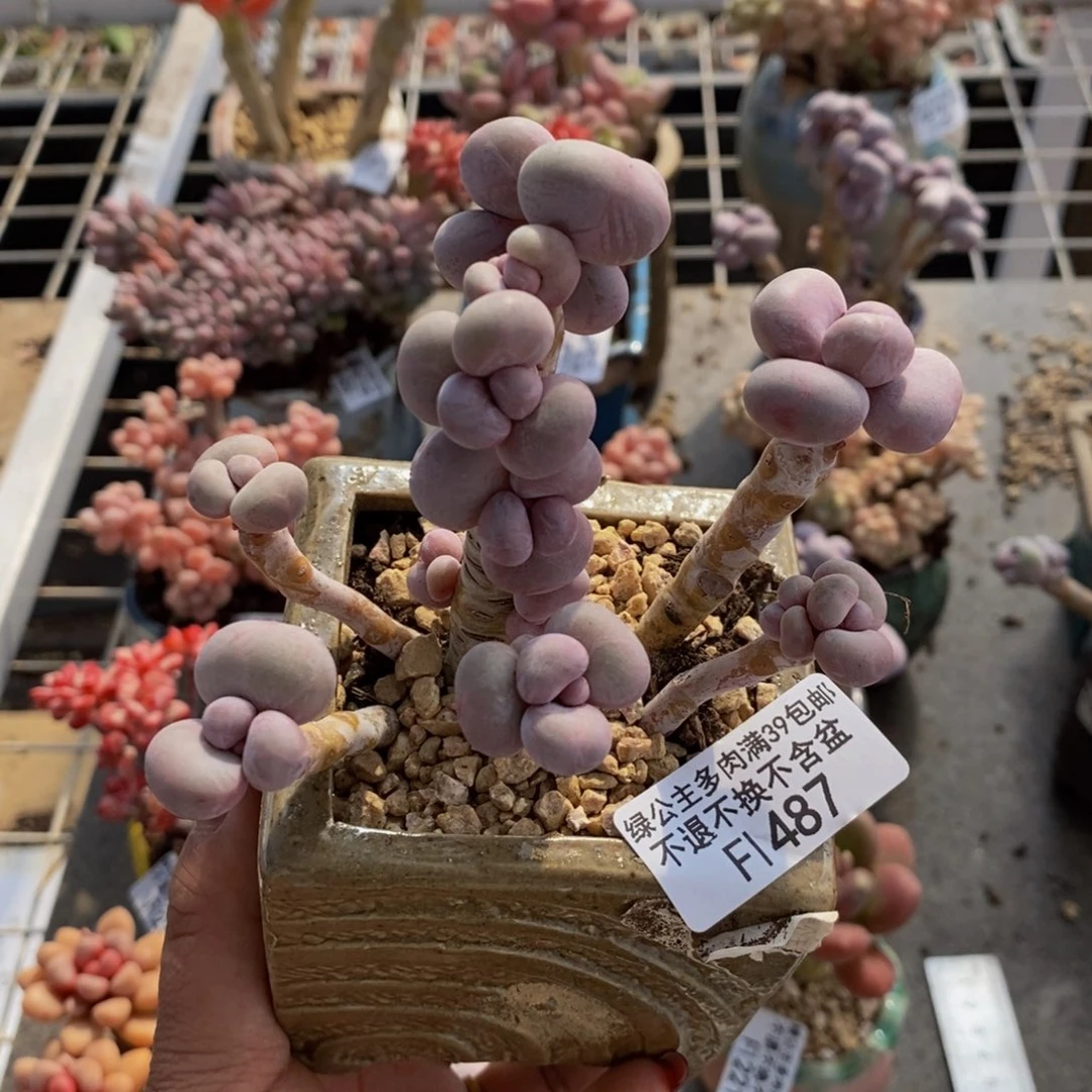 芭比奶酪487/8c m