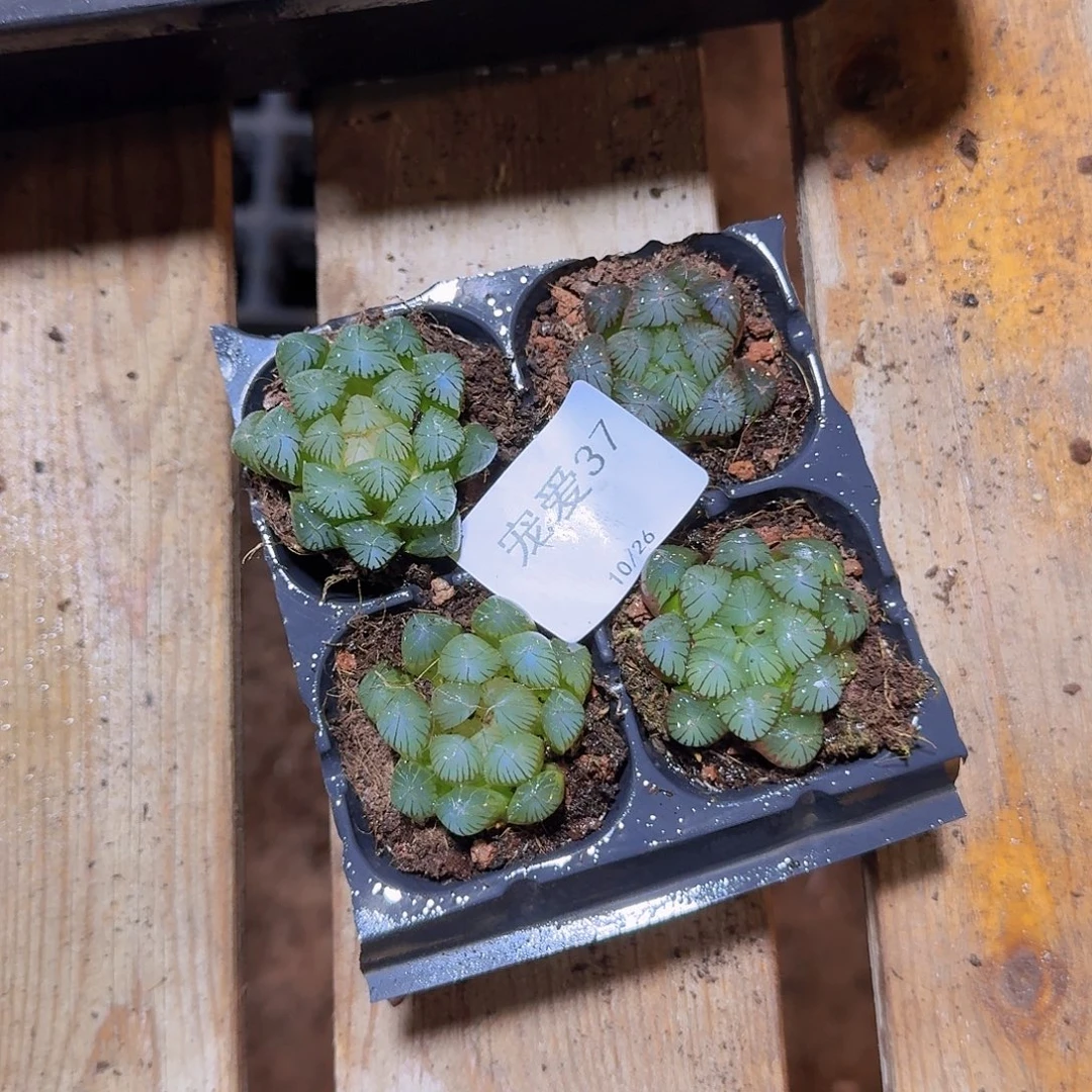 直播福利一物一拍37