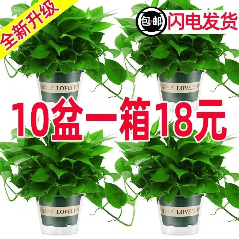 绿萝盆栽室内植物花卉家用新房吸除甲醛绿植水培长藤垂吊大叶绿箩