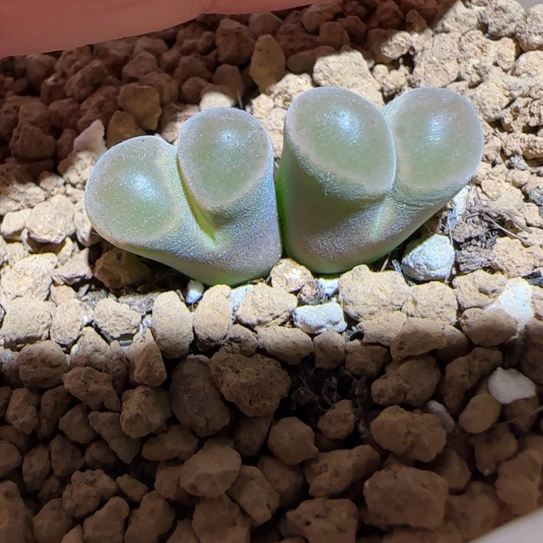 肉锥多肉植物组合-磁铁206