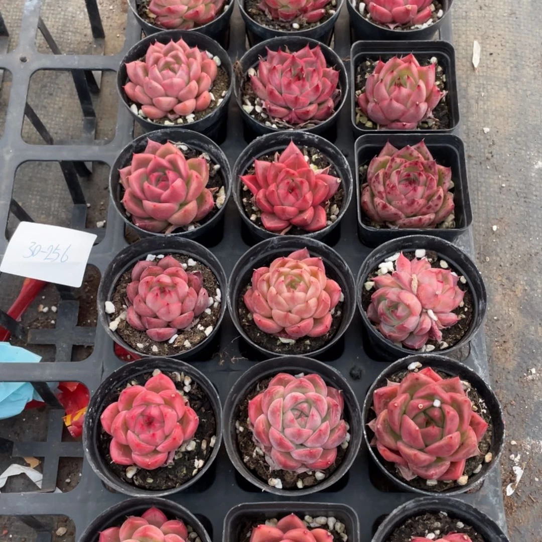 一物一拍18颗30-256