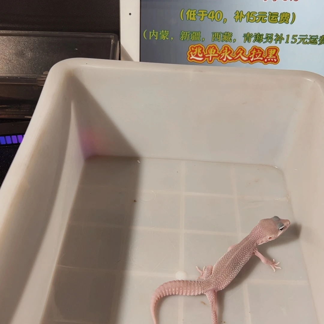 豹纹守宫豹纹守宫午夜暴风雪公