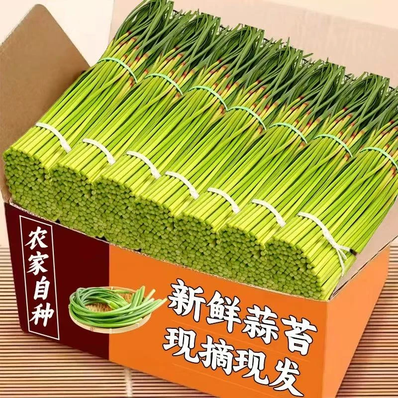 2025年鲜蒜苔 河南新鲜红帽蒜苔 农家自种非冷藏