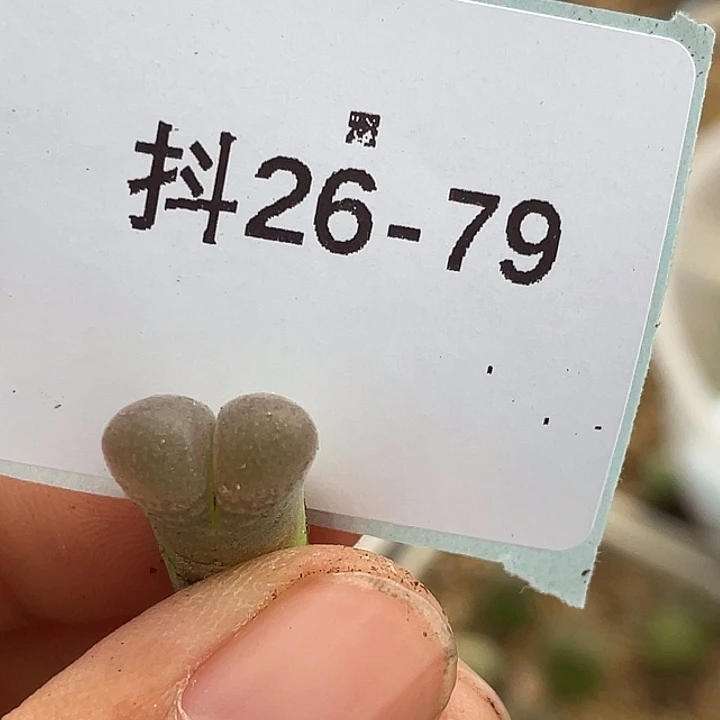 水***冻26-79风铃多肉植物