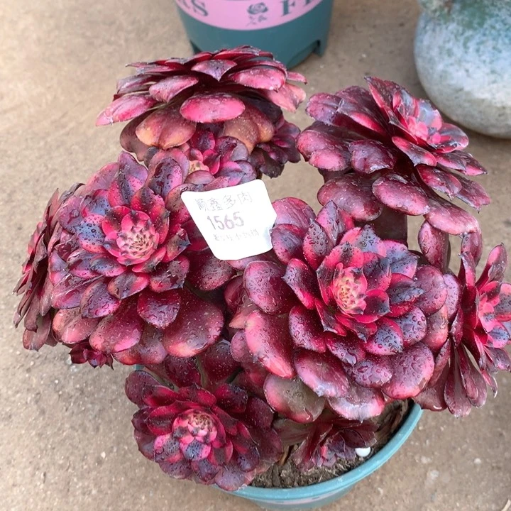 1565美肌多肉植物