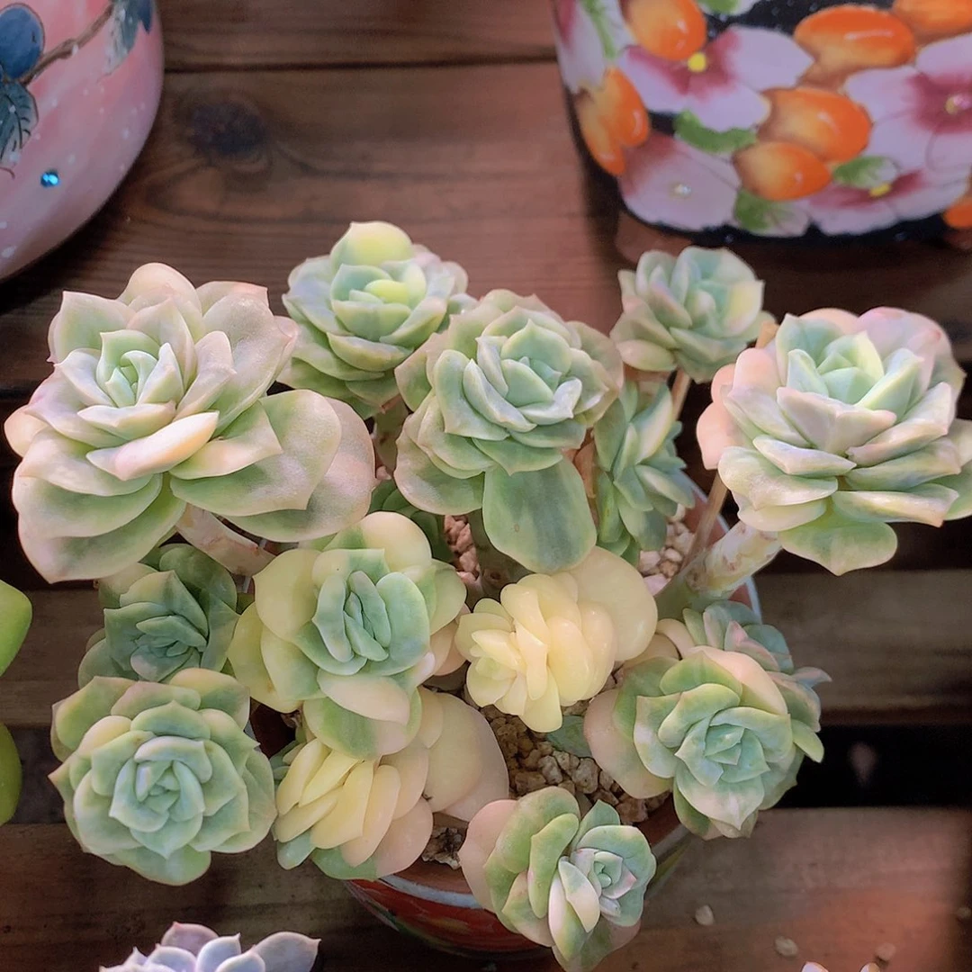 可爱玫瑰锦多肉一拍