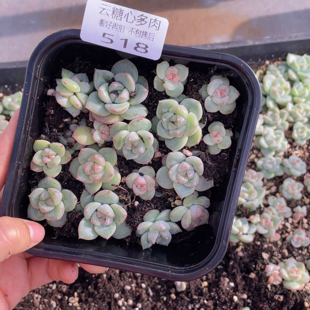 糕大上多肉植物518