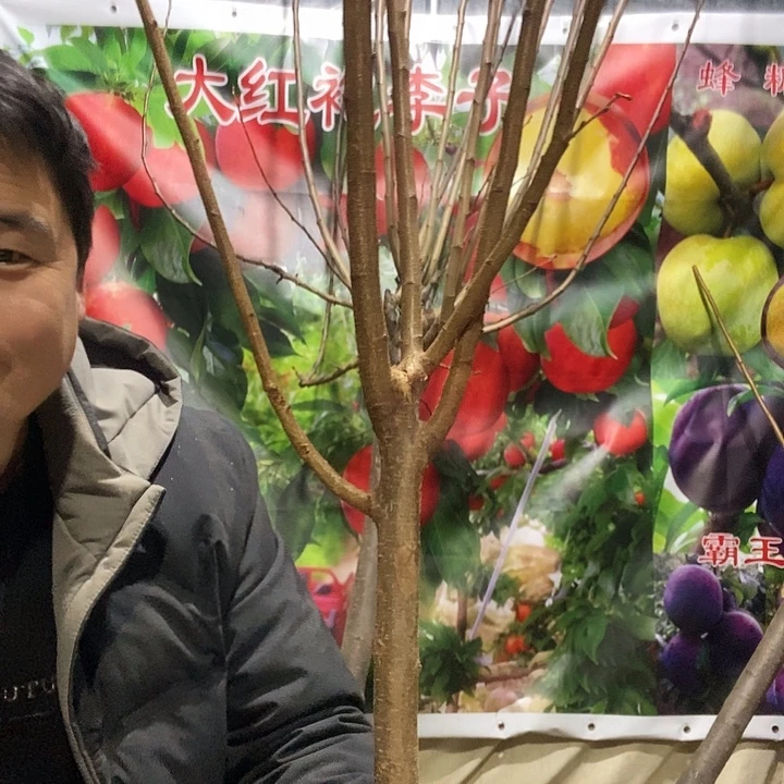 黑霸王李子树苗一棵树
