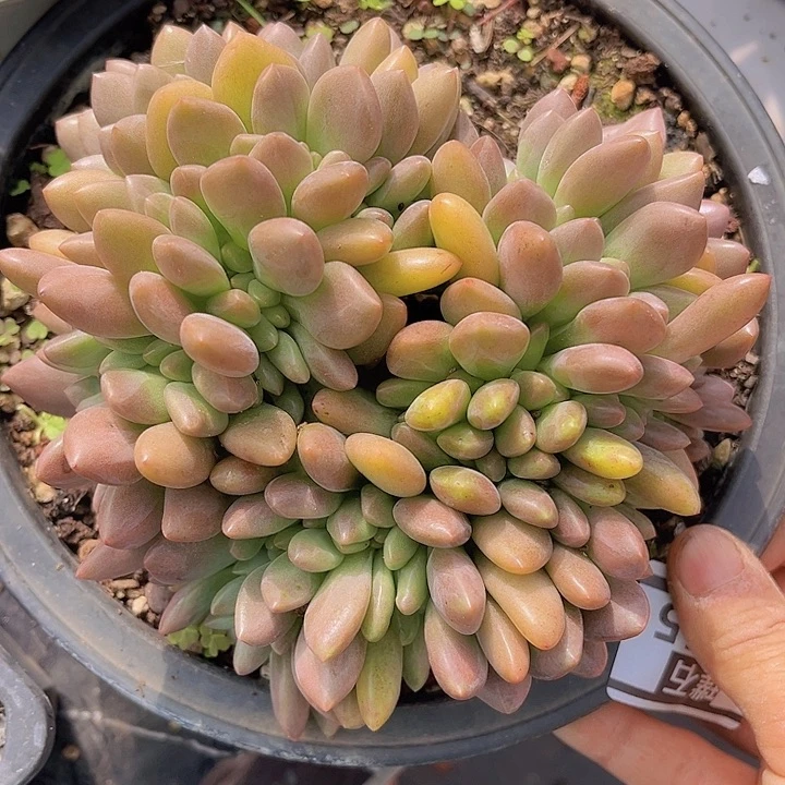 桃花源缀25145多肉
