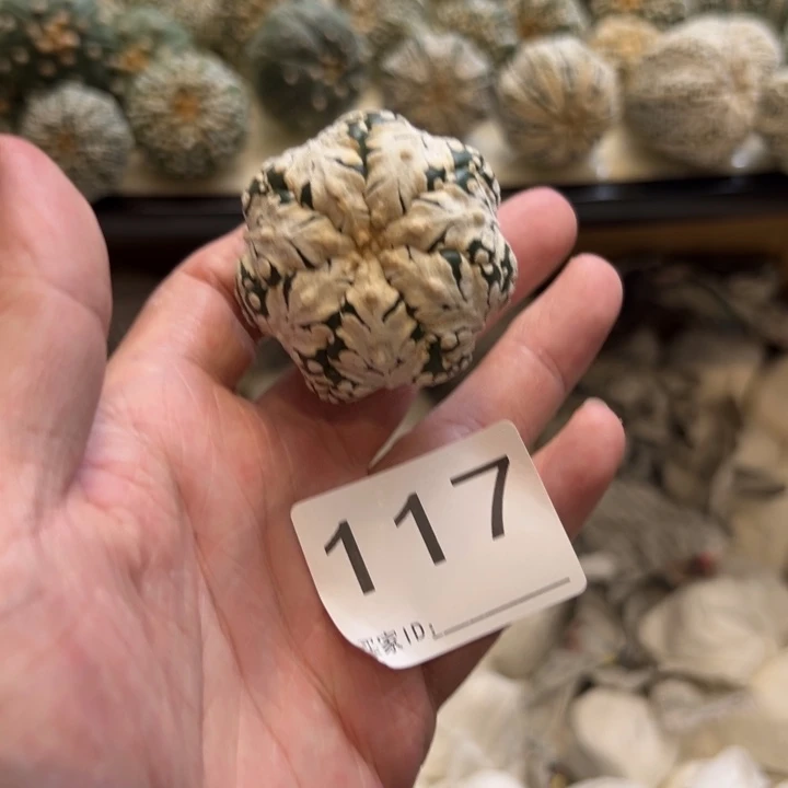运***儿兜星球仙人球117号多送一个