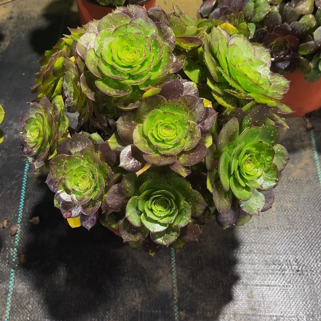 老庄黑骑士法师50.8