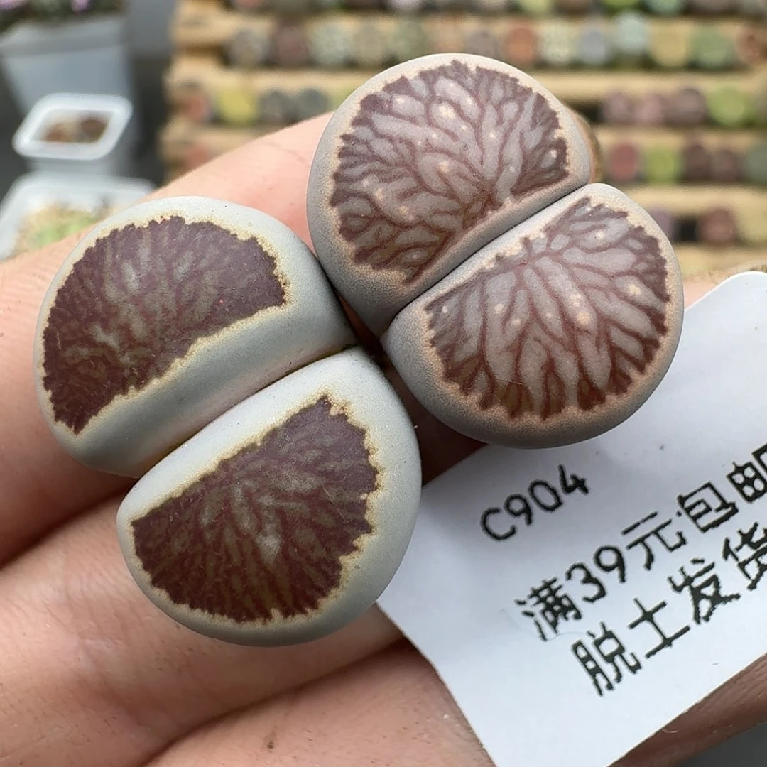 904多肉哈哈哈哈哈哈哈