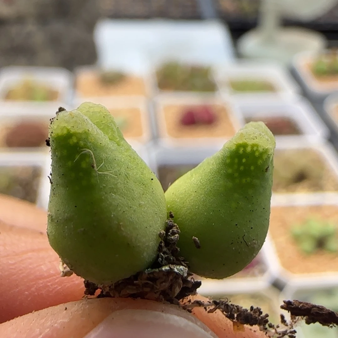 6042 大白多肉植物园