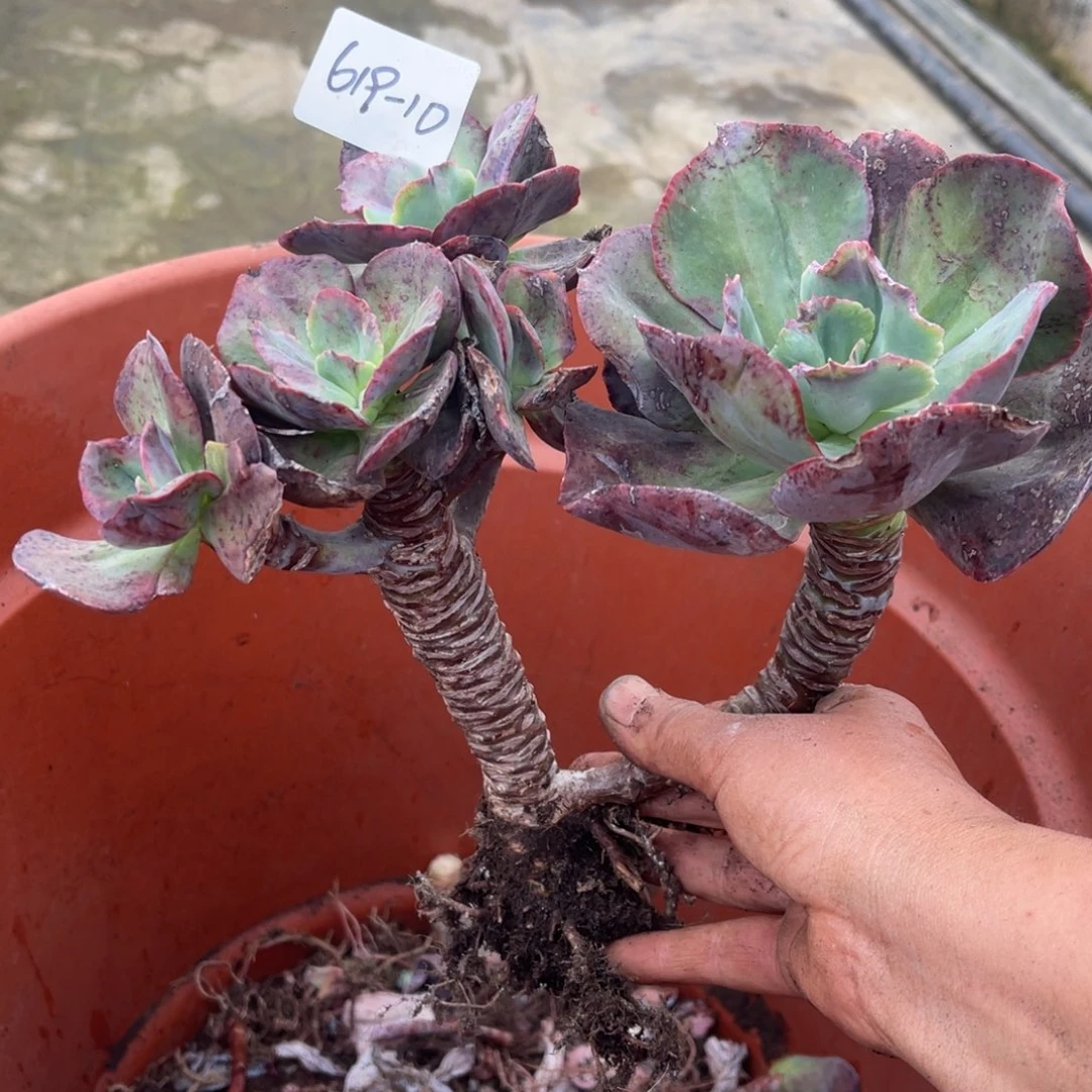 品****店多肉植物秀妍619-10