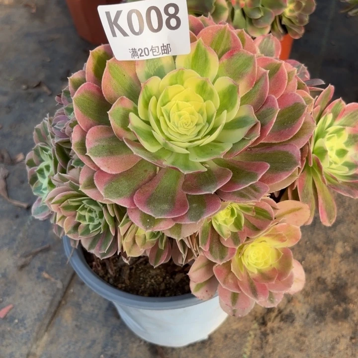 瑞妈多肉植物 008，