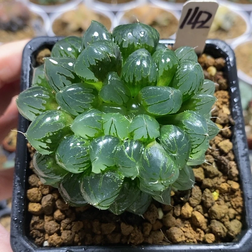 【闪购商品】142水晶冰城