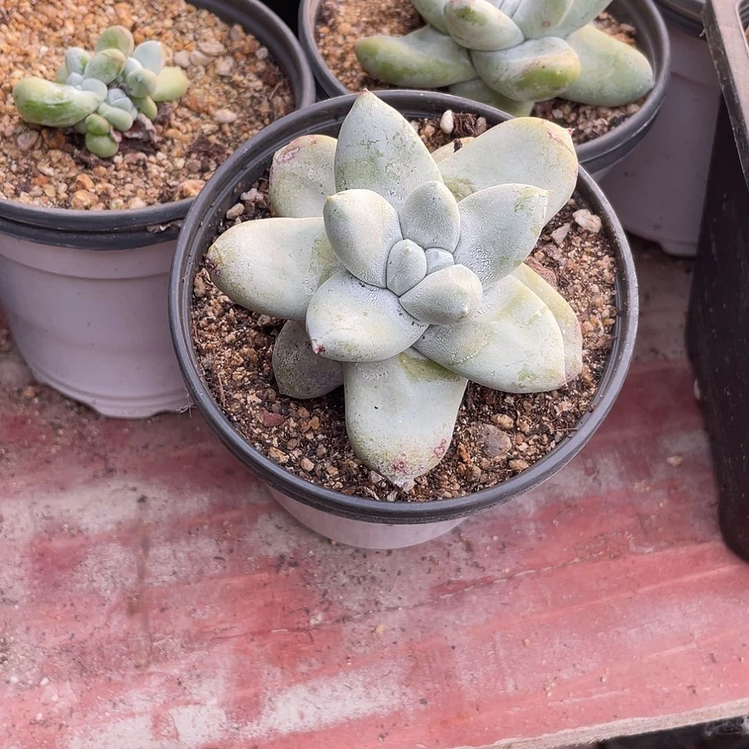 晨溪园艺仙女杯呀