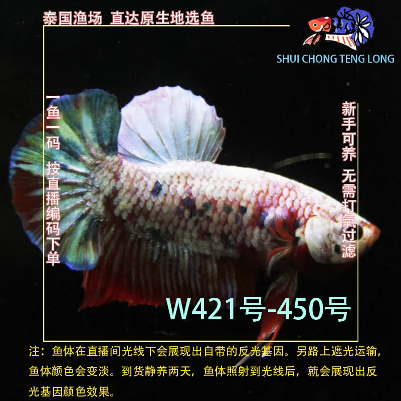 水宠腾隆W421-450号泰国斗鱼星河糖果将军半月热带观赏鱼新手可养