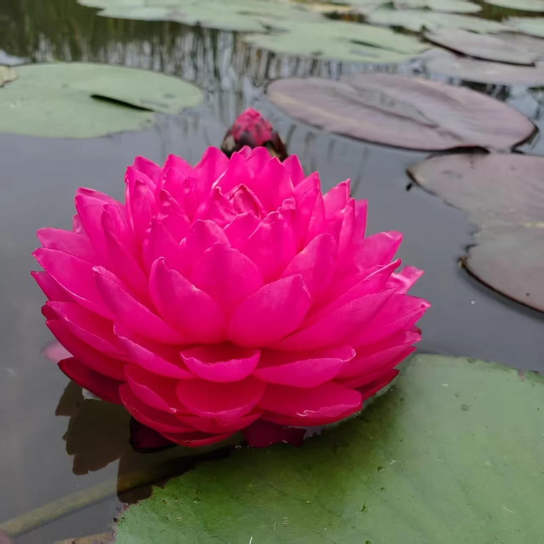 鸽子血大型耐寒睡莲红粉色重瓣大花睡莲水生植物庭院造景