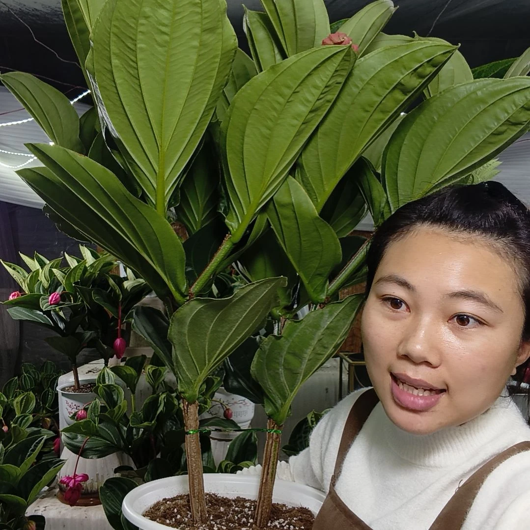 无花朵宝莲灯一物一拍基地直发