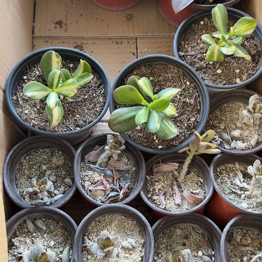 怡***然多肉植物多肉植物