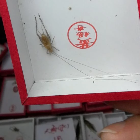 蟋蟀黄锡奇特级一条漂亮