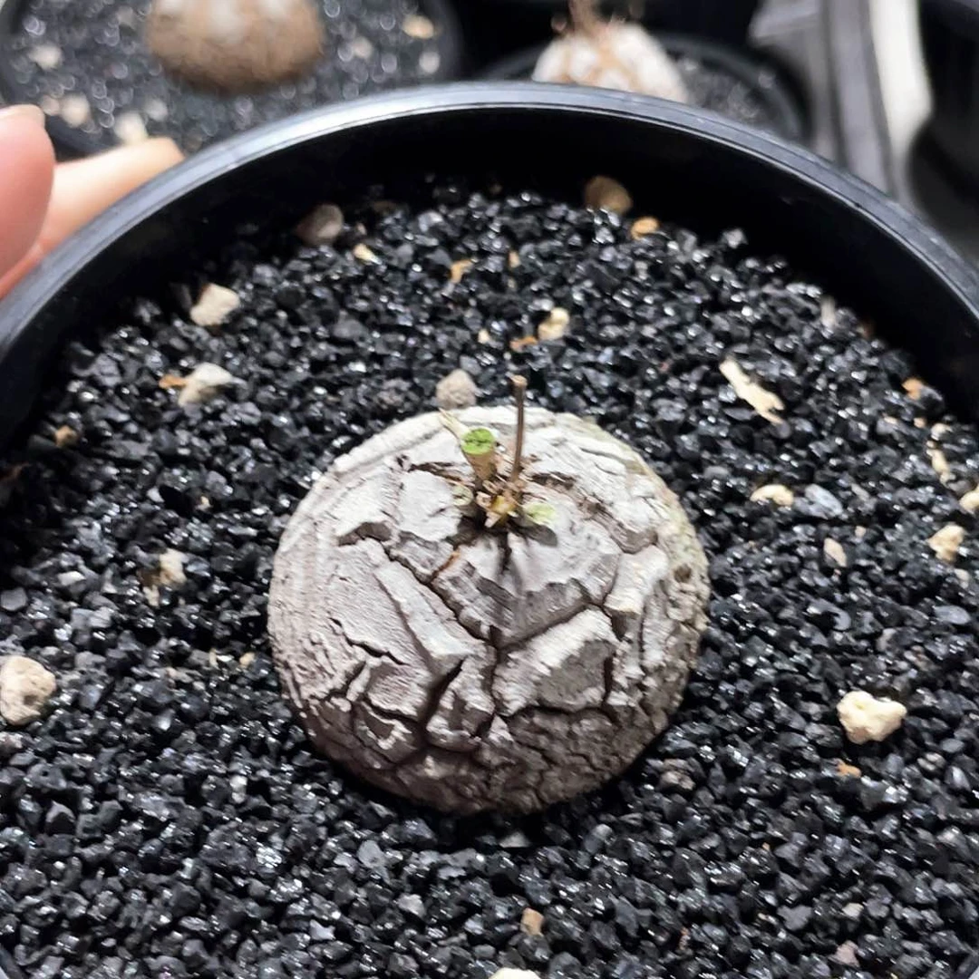 白皮龟666666666666