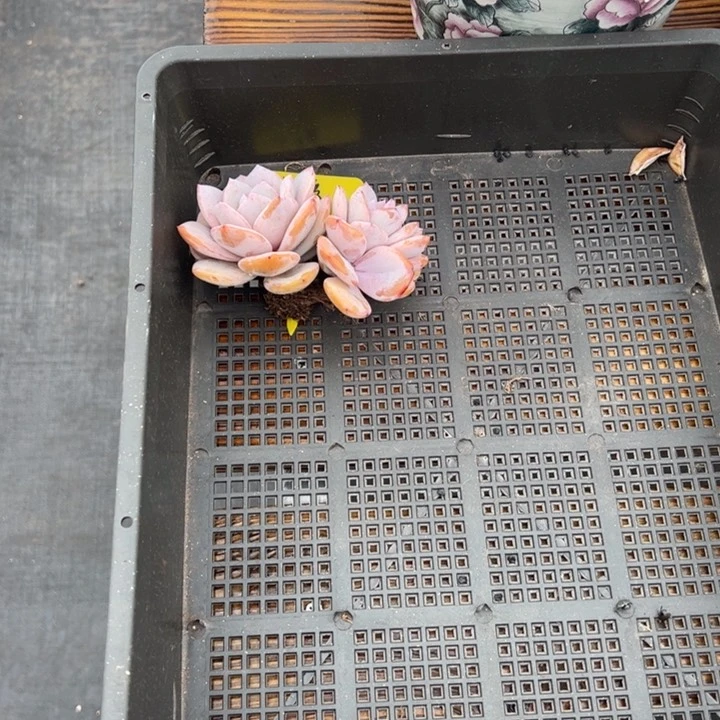 欢****爱张张精品多肉奶茶小可爱