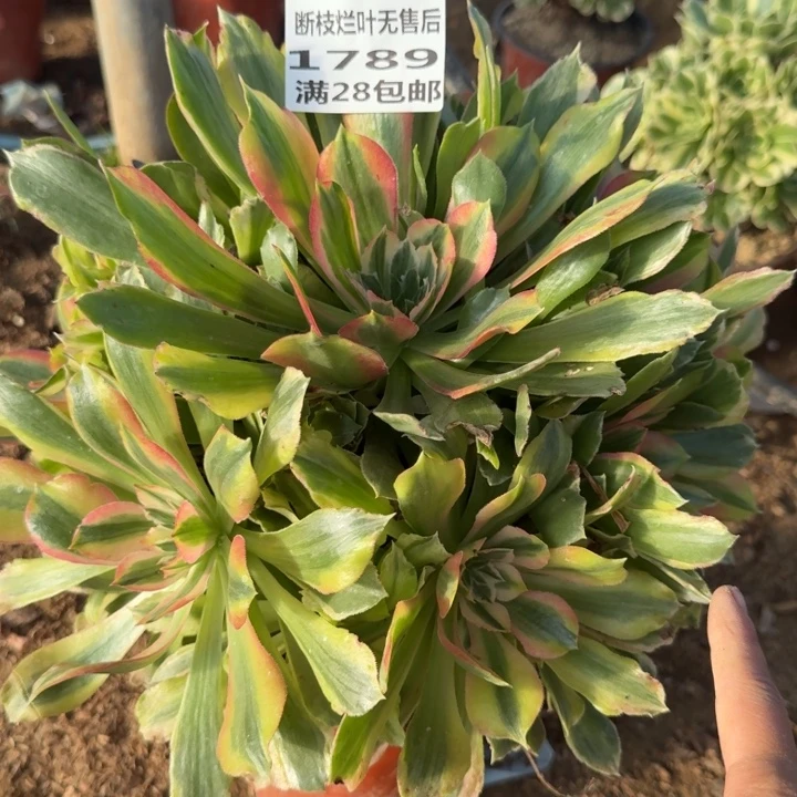 1789二号棚光辉多肉B