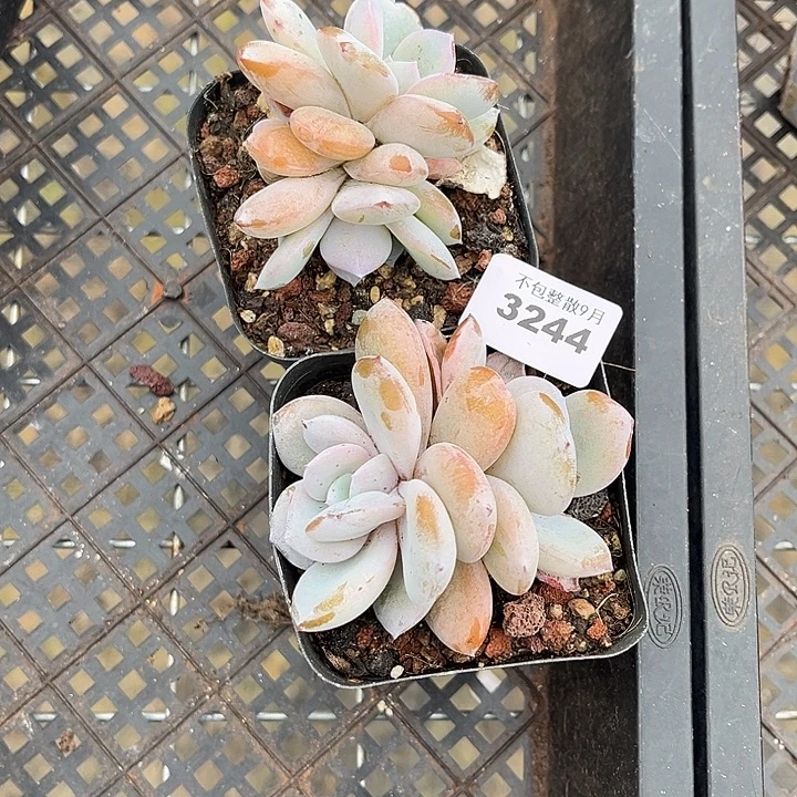 阿雅园艺。         3244