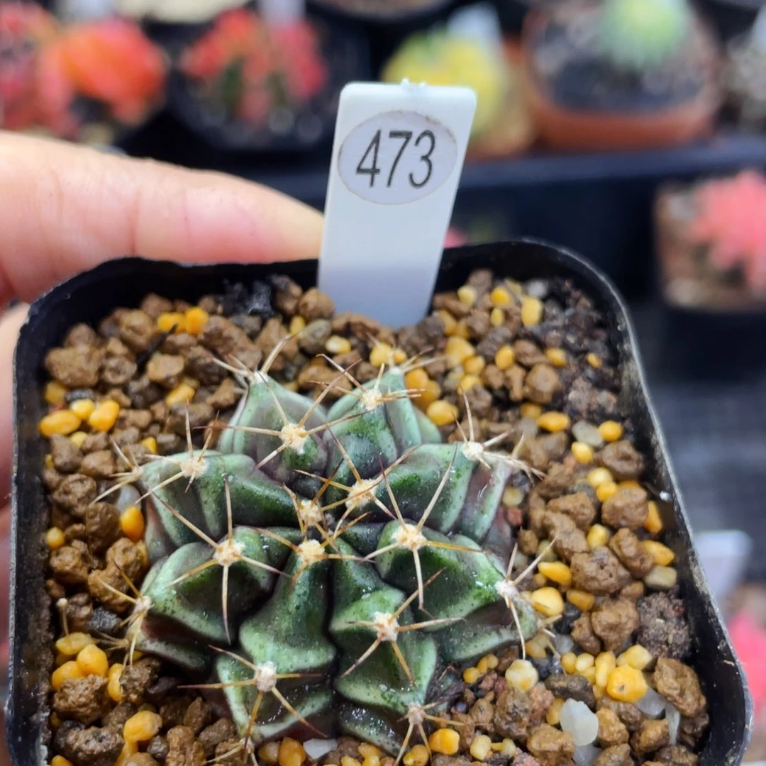 盆5公分满25包邮裸根发货