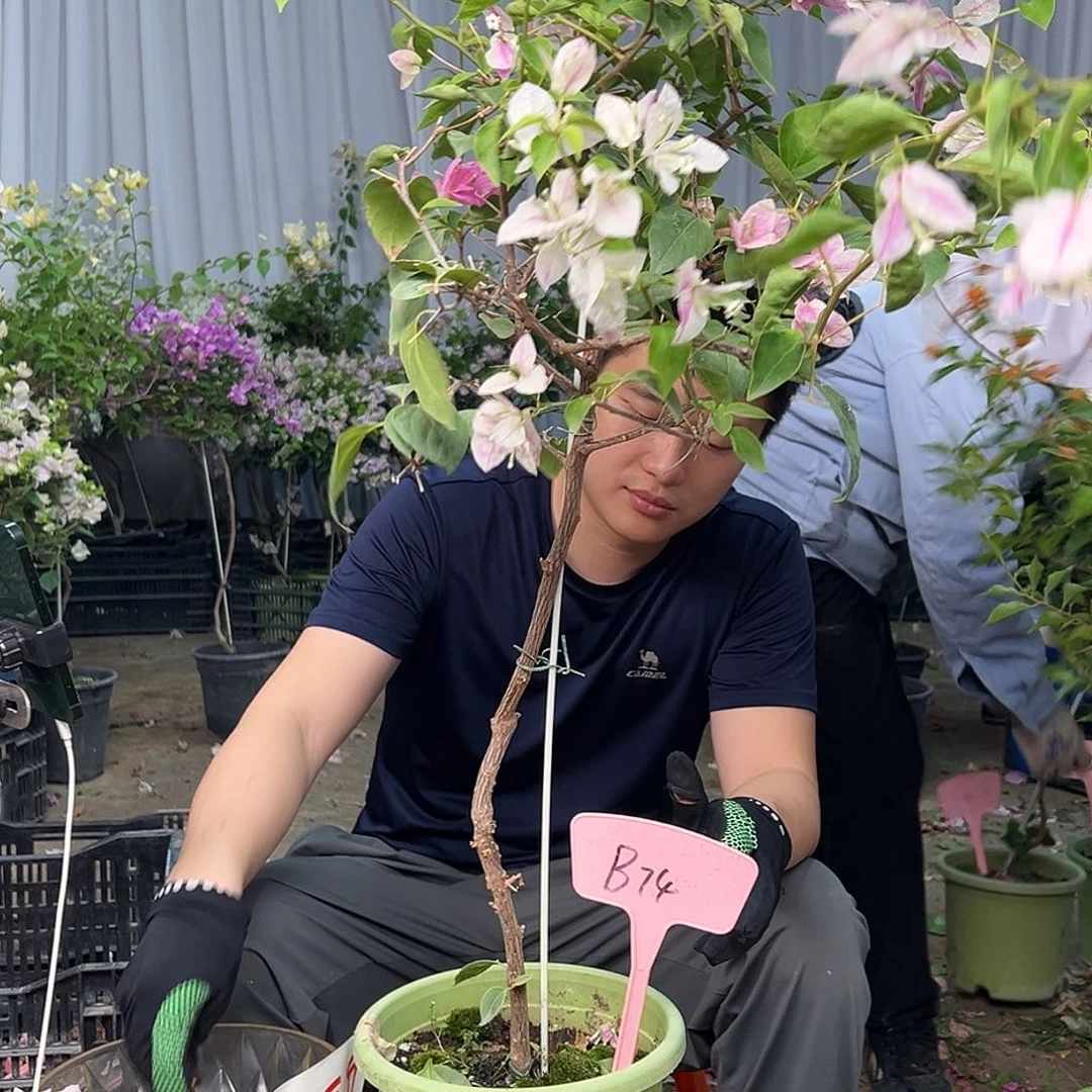 名***想大部分花苞少量开放B74章