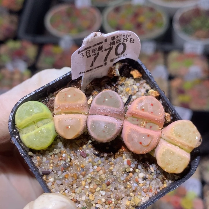 zzz精品生石花770