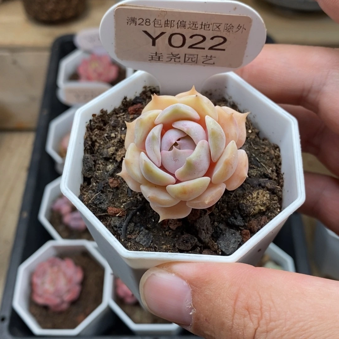 0022 露娜脸 3.5cm