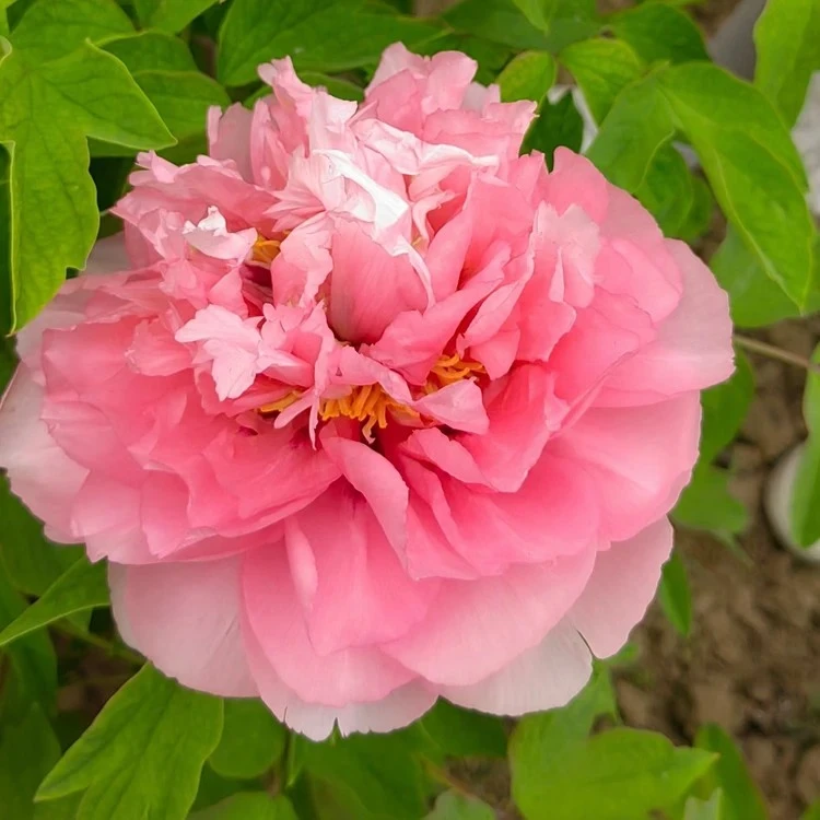 原盆原土-粉中冠】正宗洛阳千层牡丹花观赏大花绿植花卉盆栽好养