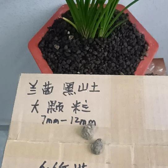 王***恒兰菌黑山土大颗粒6.6斤