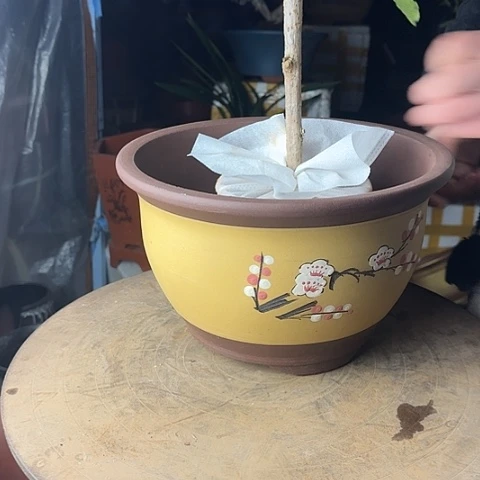 紫砂宜兴紫砂005中号