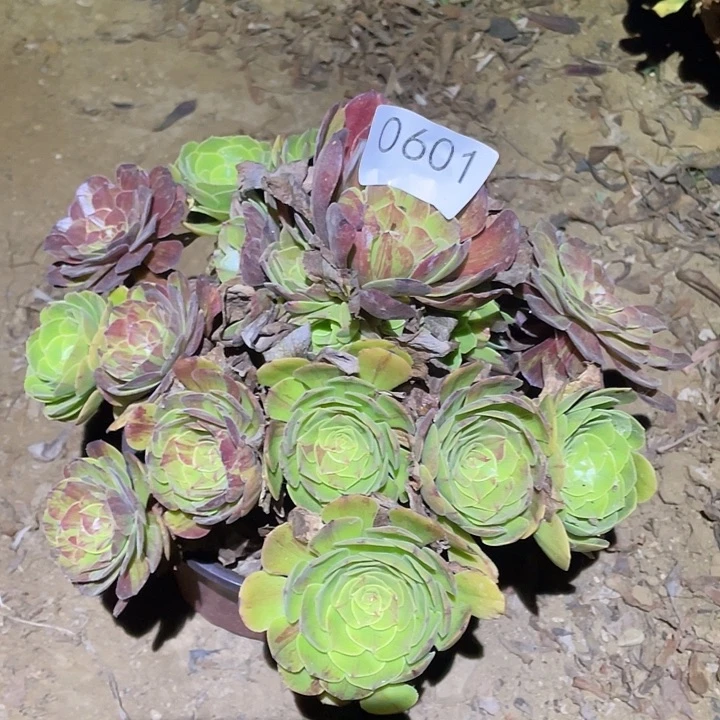 多肉植物法师601花月夜