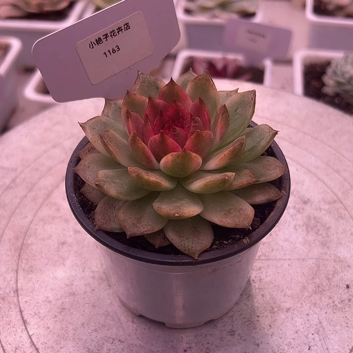 1163号黑水晶糖心