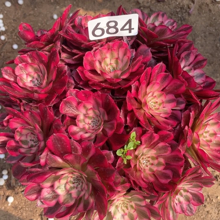 684多肉植物红铜白