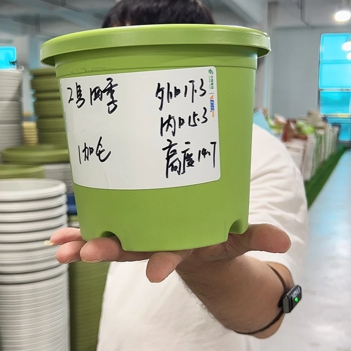 特价2四季口17高14.7果绿无托10只