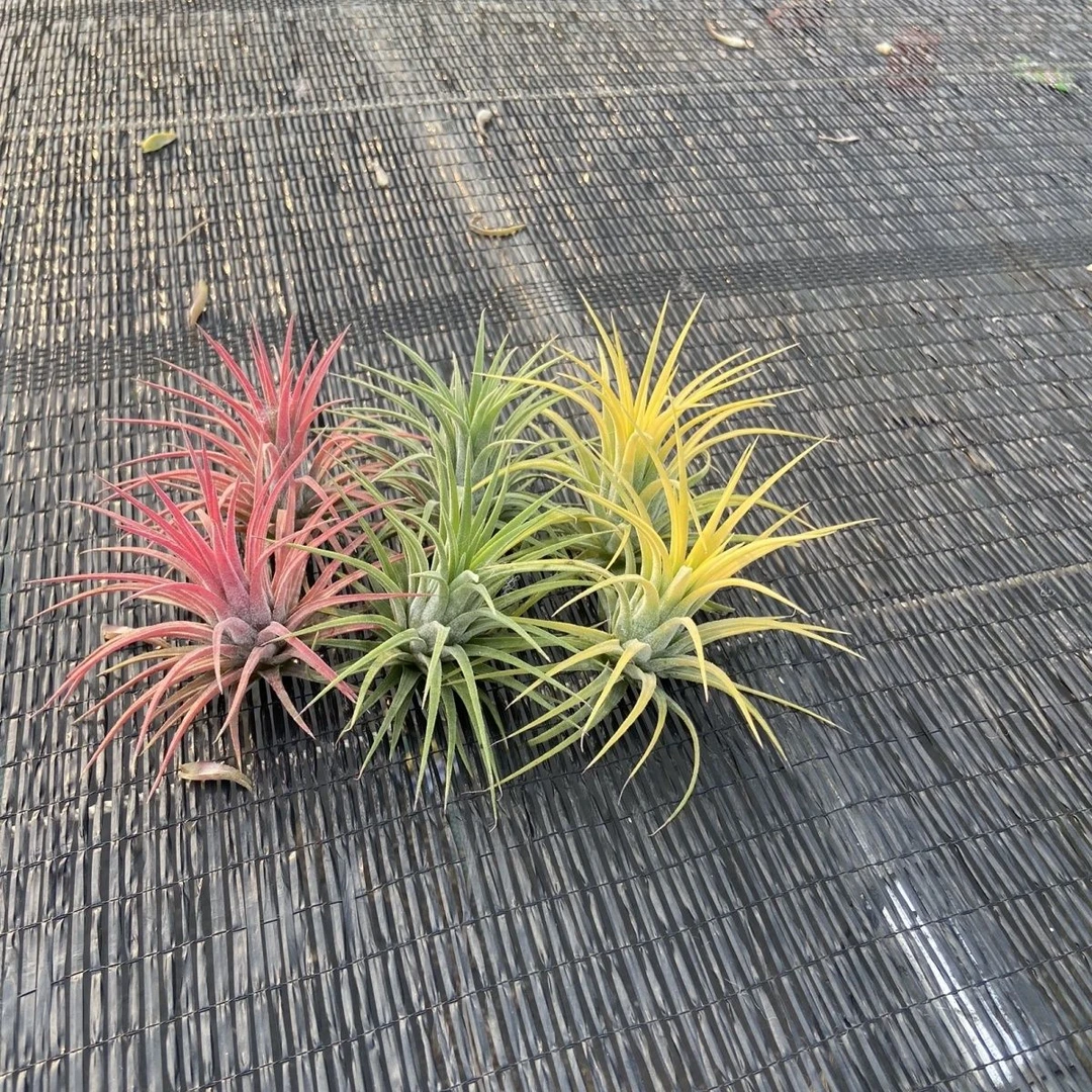 空气凤梨新手推荐懒人无土植物桌面微景观花卉可开花吸甲醛阳台