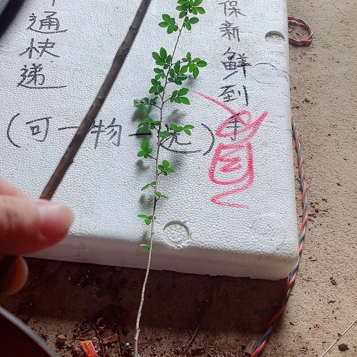 郑***示无花朵附图片来源