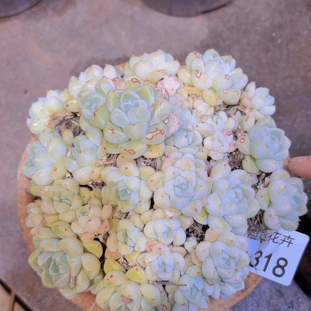 同温层多肉不知名318不售后